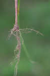 Bristly flatsedge